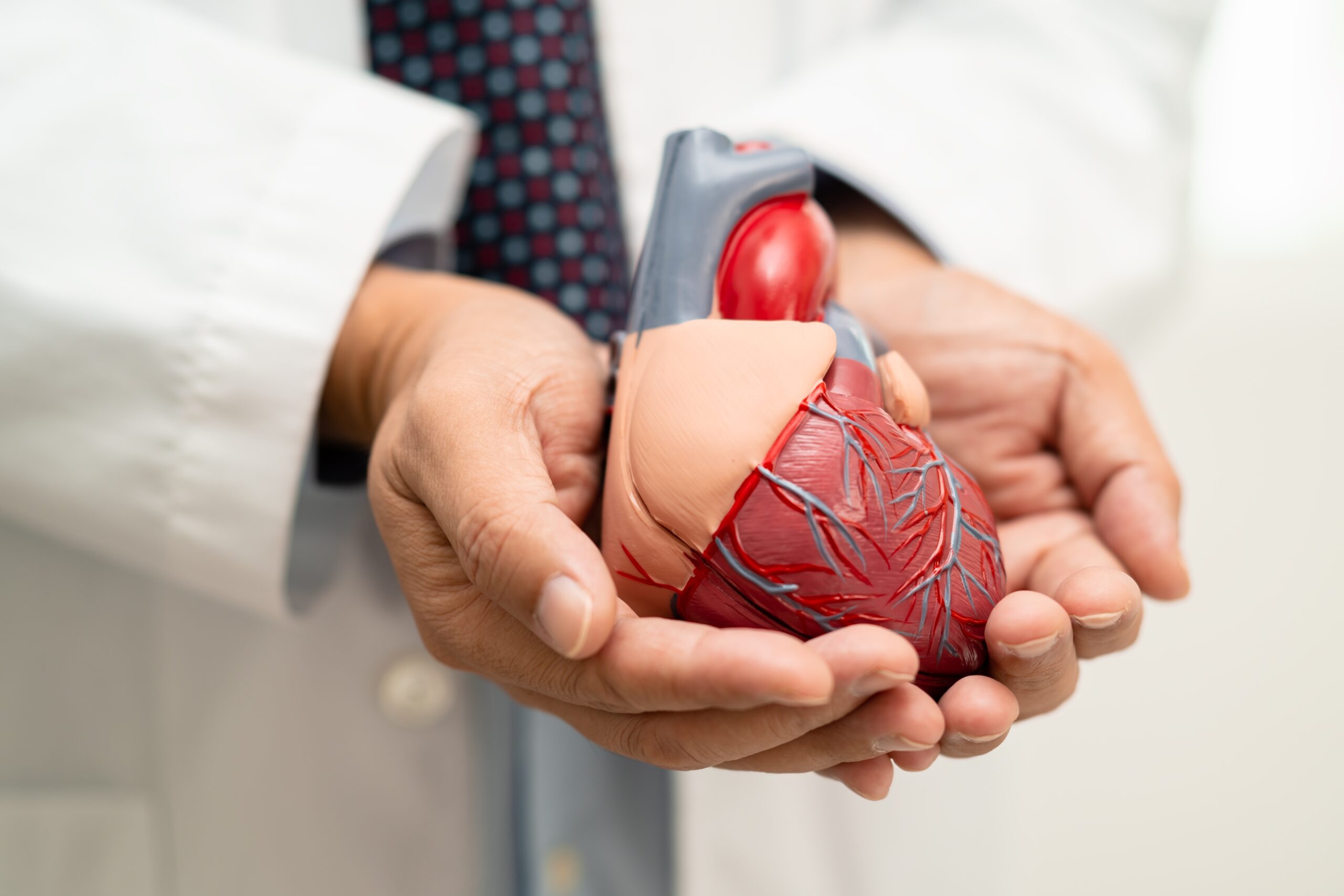 doctor holding a model of the human heart in his hands