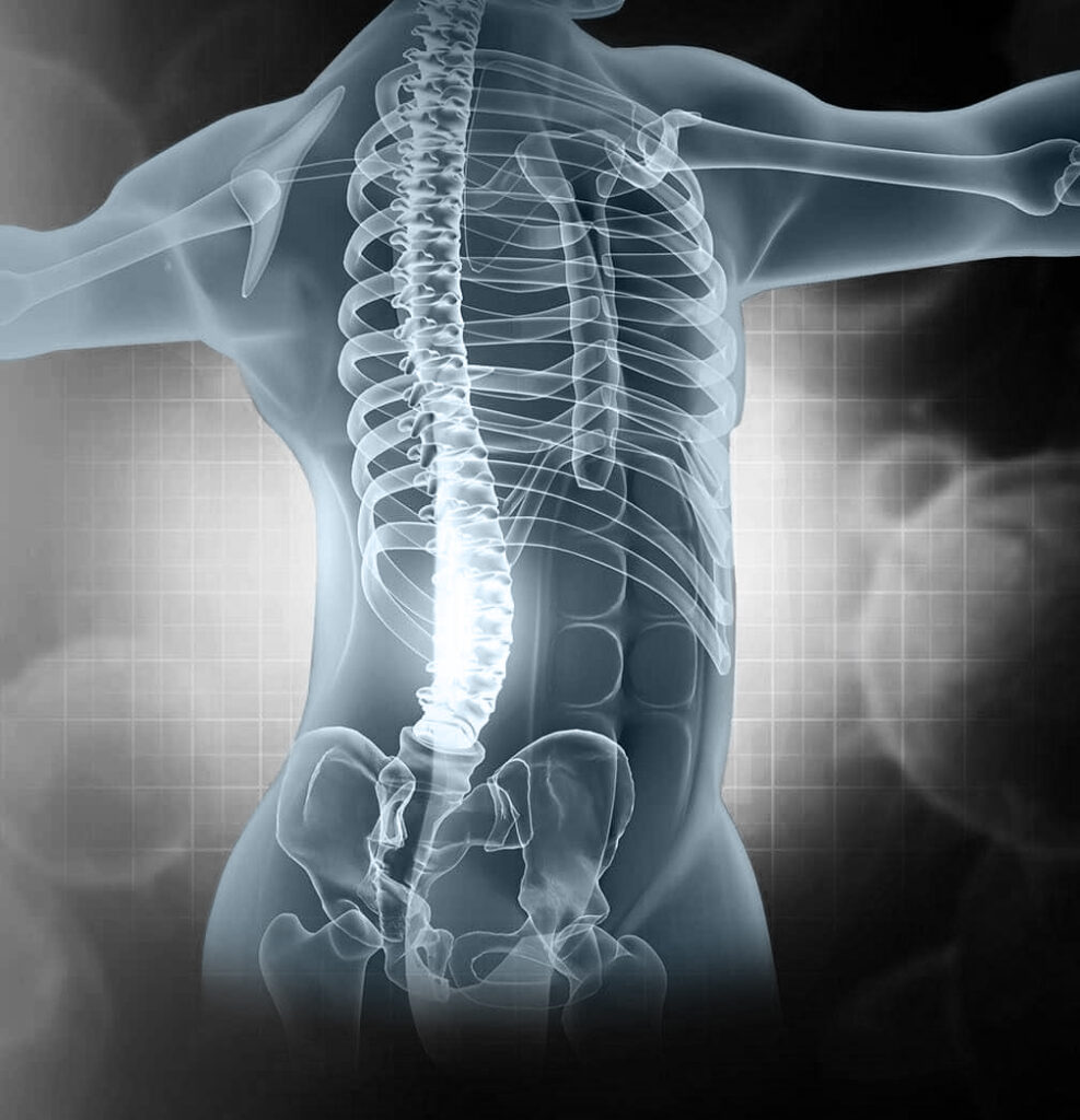 Pain in the spine, pain in the back, highlighted in red, x-ray view. 3d illustration