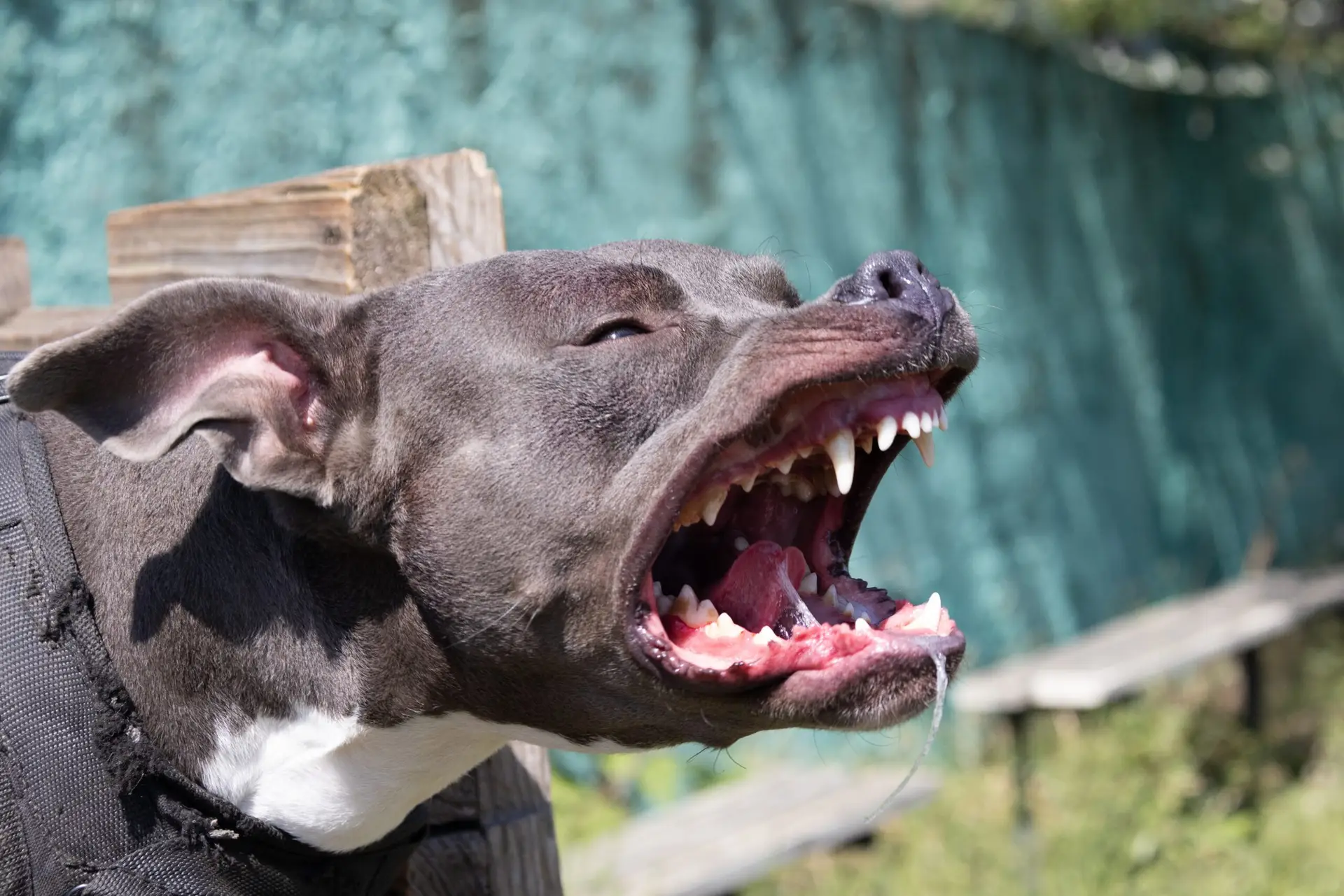 A fierce, angry dog threatening an attack. Dog bite strength, risks, and animal attack laws in Louisiana and Texas