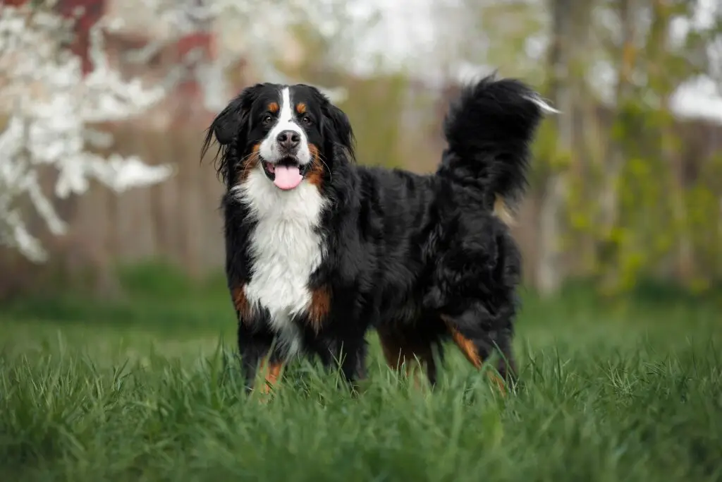 Dog owners usually are legally liable for the behavior of their animals. Black and white large dog in an open field.